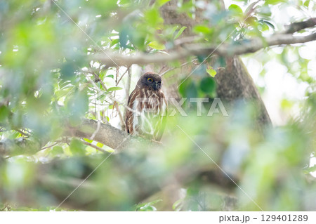 【野鳥】木の枝から様子を見るアオバズク 129401289