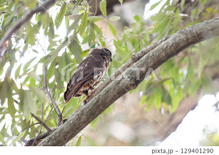 【野鳥】木の枝から様子を見るアオバズク 【野鳥】木の枝から様子を見るアオバズク 129401290