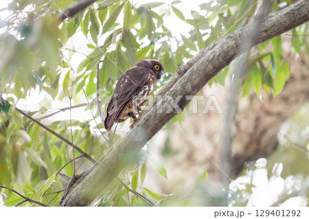 【野鳥】木の枝から様子を見るアオバズク 129401292