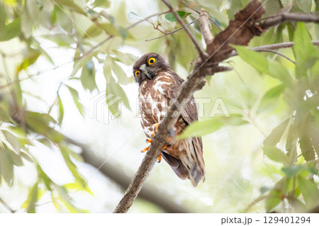 【野鳥】木の枝から様子を見るアオバズク 【野鳥】木の枝から様子を見るアオバズク 129401294