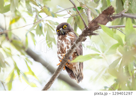 【野鳥】木の枝から様子を見るアオバズク 【野鳥】木の枝から様子を見るアオバズク 129401297