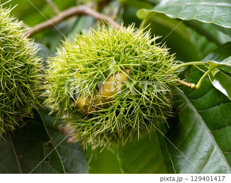 割れてきたイガグリ 129401417