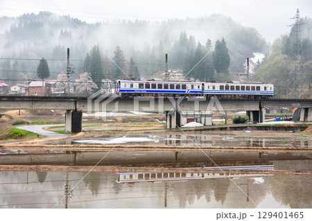 【ほくほく線】早朝の水田に桜と雲海浮かぶ景色を見る列車 129401465