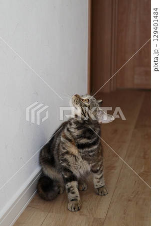 上を見上げる猫 上を見上げる猫 129401484
