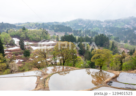 【儀明の棚田】早朝の雪解け棚田 129401525