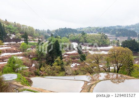【儀明の棚田】早朝の雪解け棚田 129401527