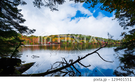 秋の白駒池 129401551