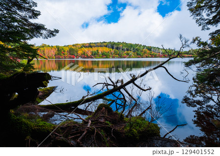 秋の白駒池 129401552