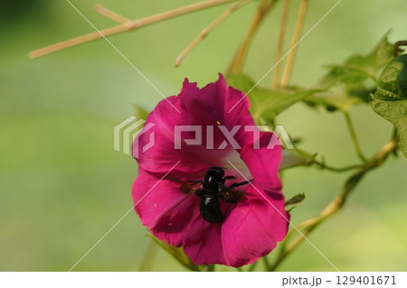 アサガオの花とハナバチ 129401671