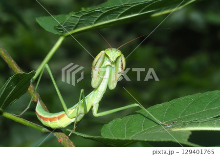 ムネアカハラビロカマキリの幼虫(ファイティングポーズ) ムネアカハラビロカマキリの幼虫(ファイティングポーズ) 129401765