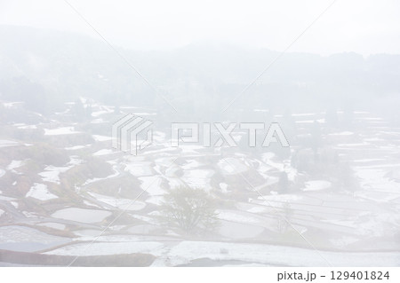 【星峠の棚田】早朝の雲海の発生した棚田 129401824