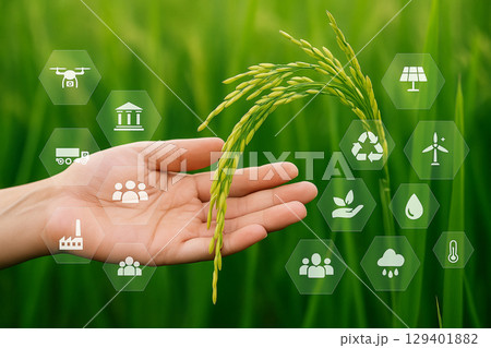 AI generated human hand gently holding rice grain in field with floating digital icons showing sustainable agriculture precision farming and green technology in calm natural environment 129401882
