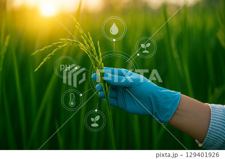 AI generated realistic rice field with a blue gloved hand touching rice plant and transparent interface icons in warm natural light representing smart agriculture and precision farming system AI generated realistic rice field with a blue gloved hand touching rice plant and transparent interface icons in warm natural light representing smart agriculture and precision farming system 129401926