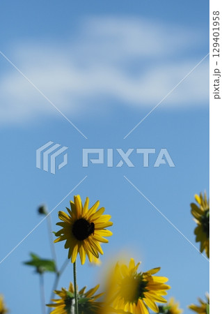 夏の青空とひまわりの花 129401958