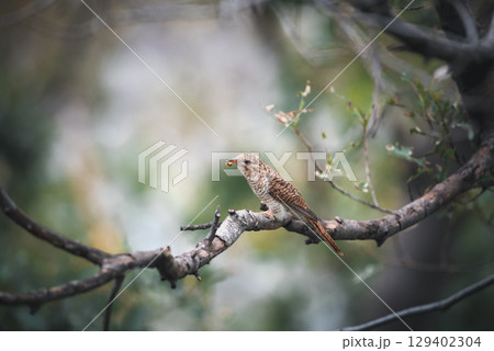 Bird (Plaintive Cuckoo) in a nature wild 129402304