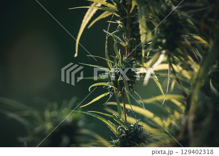 Greenery background nature plant leaf (Cannabis) Greenery background nature plant leaf (Cannabis) 129402318