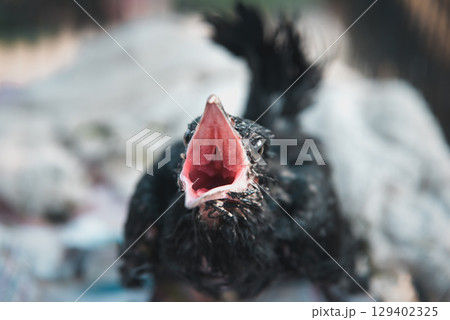 Bird (Asian koel) baby bird or chick nature wild 129402325