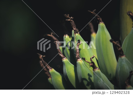 Greenery background nature plant and leaf (Banana) 129402328