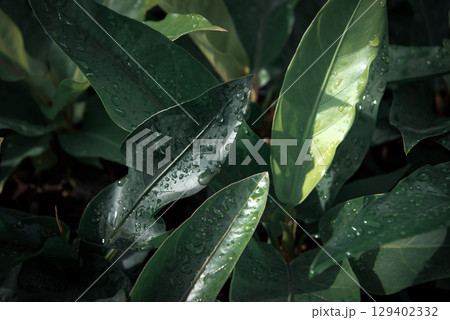Greenery background of nature plant and leaf 129402332