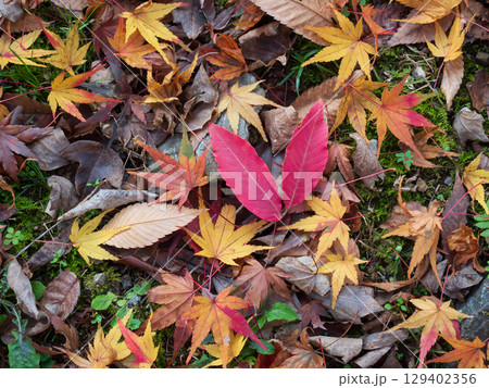 紅葉の秋、落ち葉の風景 129402356