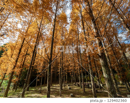 紅葉したメタセコイアの林 129402360