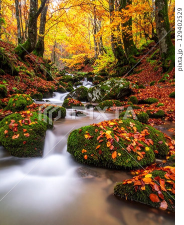 紅葉で赤や黄色に染まった森の中を流れる清流 129402529