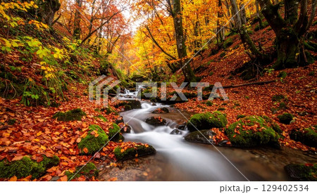 紅葉で赤や黄色に染まった森の中を流れる清流 129402534