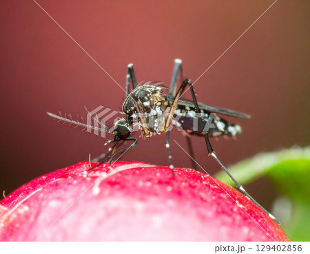 AI generated super macro close-up of an aedes mosquito feeding on human blood with detailed view of proboscis penetrating skin and blood vessel 129402856