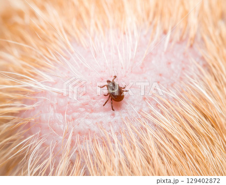 AI generated super macro close-up of a tick attached and feeding on dog skin with detailed view of mouthparts penetrating and blood feeding 129402872