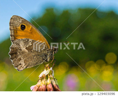 AI generated critically endangered Island Marble Butterfly with fully expanded wings resting on a wildflower in a colorful meadow under soft morning light with clear blue sky backdrop AI generated critically endangered Island Marble Butterfly with fully expanded wings resting on a wildflower in a colorful meadow under soft morning light with clear blue sky backdrop 129403096