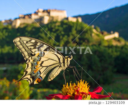 AI generated Bhutan Glory butterfly with magnificent wings fully displayed on a wildflower in a vibrant Himalayan meadow under golden morning light 129403109