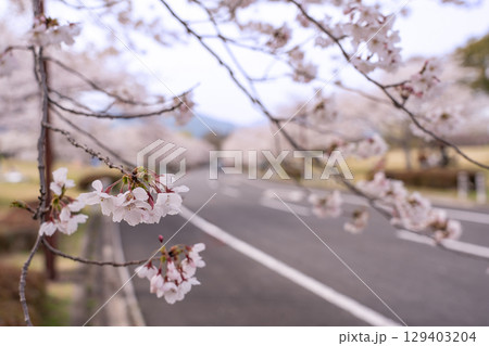 三重県四日市市　桜の森と呼ばれる春の北勢中央公園 129403204