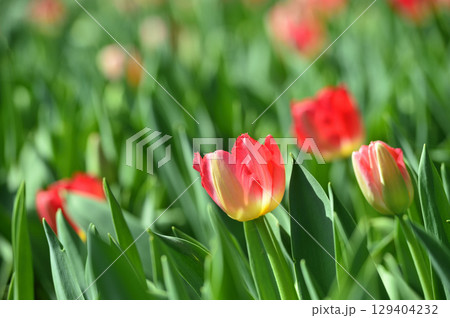 チューリップまつり 129404232