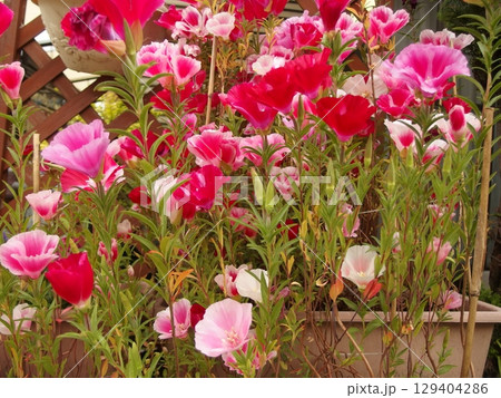 ゴデチャの花の生態写真 129404286