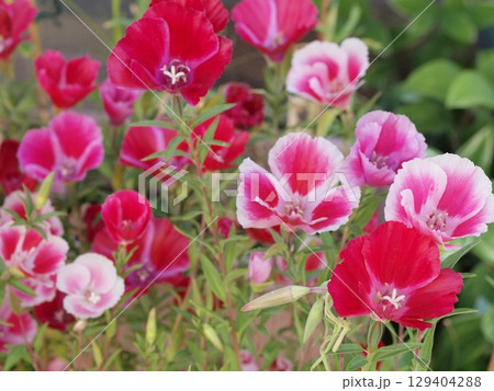 ゴデチャの花の生態写真 129404288