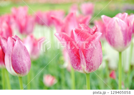 チューリップまつり 129405058