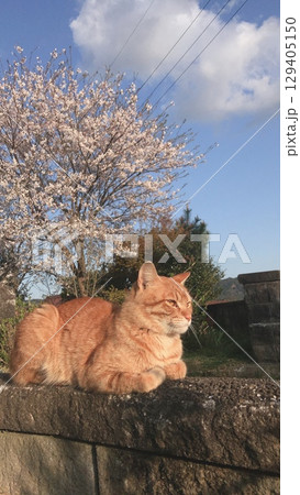 桜の日をバックに黄昏る野良猫 129405150
