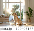 窓辺でお座りする犬 129405177