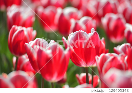 チューリップ畑 129405348