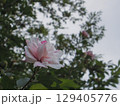 八重咲きのムクゲ 129405776