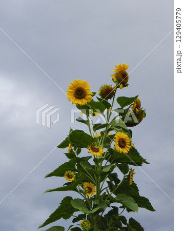 曇天の向日葵 129405779