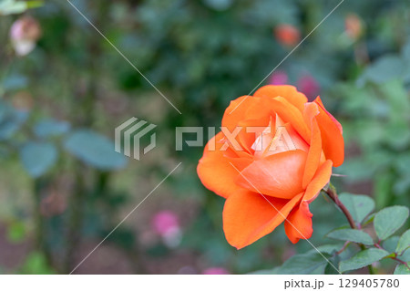 オレンジ色のバラ 129405780
