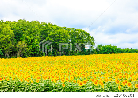 広大なヒマワリ畑【北海道北竜町】 広大なヒマワリ畑【北海道北竜町】 129406201