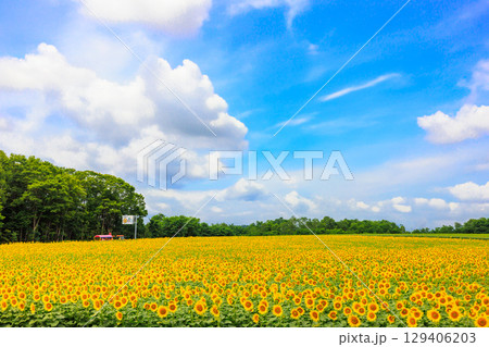 広大なヒマワリ畑【北海道北竜町】 129406203