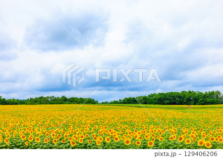 広大なヒマワリ畑【北海道北竜町】 129406206