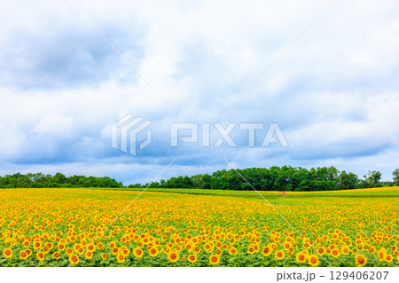 広大なヒマワリ畑【北海道北竜町】 129406207