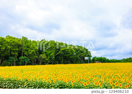 広大なヒマワリ畑【北海道北竜町】 129406210