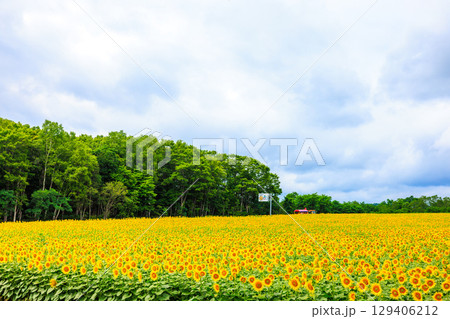 広大なヒマワリ畑【北海道北竜町】 広大なヒマワリ畑【北海道北竜町】 129406212