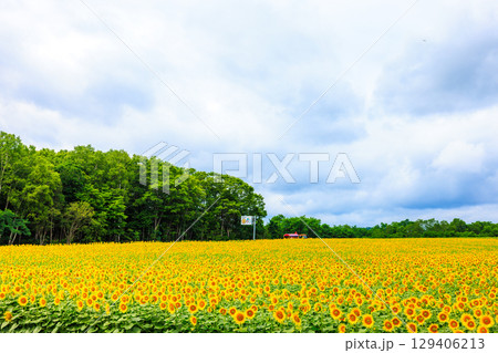 広大なヒマワリ畑【北海道北竜町】 129406213