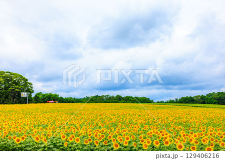 広大なヒマワリ畑【北海道北竜町】 129406216